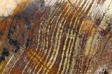 Polished Strelley Pool Stromatolite Slab - Billion Years Old #273558-1